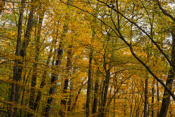 Fall background photo. Golden leaves on the trees