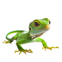 Fototapeta premium Vibrant Green Lizard with Curled Tail, Isolated on White Background for Graphic Design