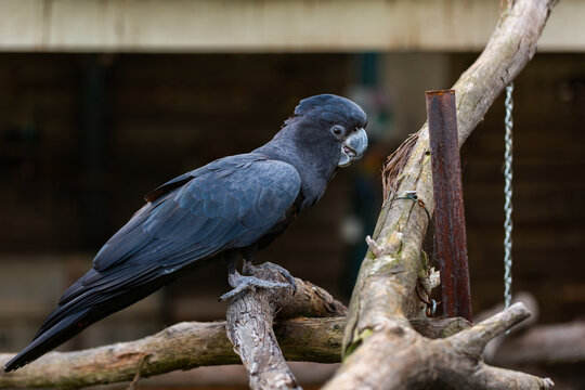 Pet red tailed black cockatoo bird on branch in garden