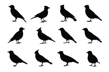 Silhouette Collection of Birds: A collection of silhouetted birds in various poses. Ideal for design and educational purposes, showcasing the elegant forms of avian wildlife.