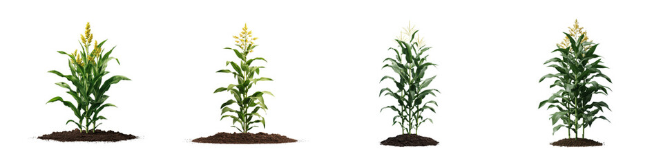 Fototapeta premium Four Corn Plants Showing Varied Growth Stages From Seedling To Mature Are Arranged Against A Transparent Background