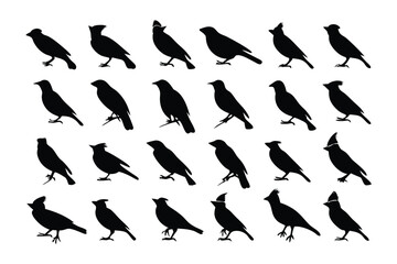 Bird Silhouette Grid: A captivating display of bird silhouettes showcases a variety of avian forms, each one capturing a unique pose and personality in stark monochromatic contrast.