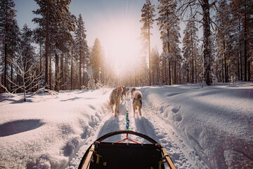 Dog sleeding in arctic circle