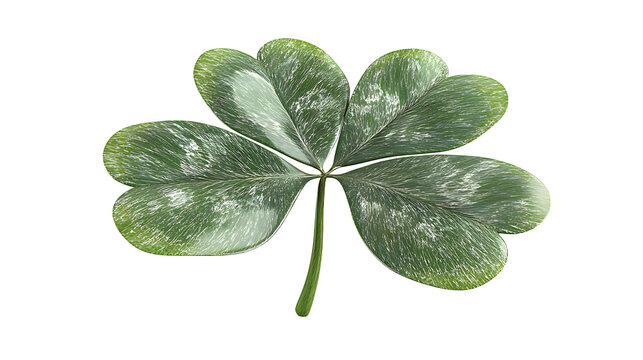 Closeup of a fresh four-leaf clover plant with green leaves on a white background
