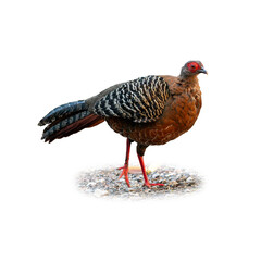 Female Siamese Fireback standing gracefully with mottled feathers and red legs.