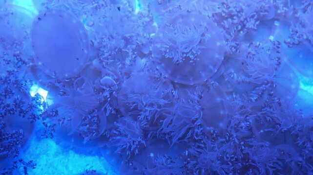 Many translucent upside down jellyfish, glowing with vibrant blue light in a natural marine environment.