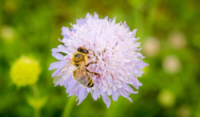 bee on a flower