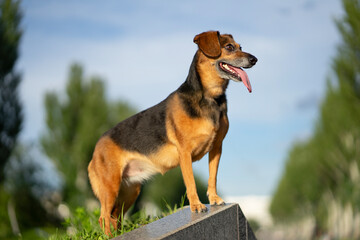 Adorable mixed-breed dog with a black and tan coat standing happily in the park, sky in the blurred background. The dog has a joyful expression, tongue hanging out. Side profile view