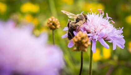 bee on a flower