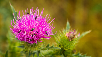 purple thistle flower
