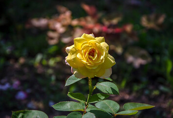 Yellow rose against the background of other flowers blooming in the garden.