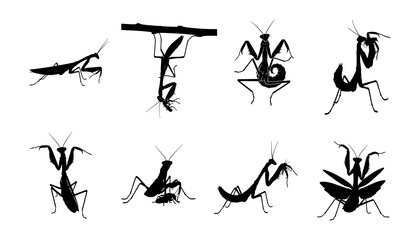 Set of a praying mantis silhouettes in various poses, vector icon collection. Collection of black praying mantis insect icons showing different behaviors isolated On white background
