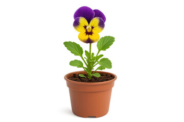 Naklejka premium Vibrant pansy plant with purple and yellow petals blooming in a terracotta pot, isolated on a transparent background