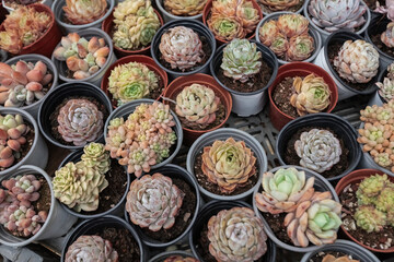 Top view of the tiny pots with succlent flowers