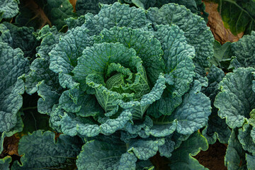 detail of a beautifule savoy cabbage on the field outdoors