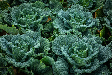 background with beautiful savoy cabbage in detail