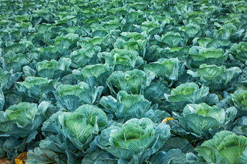 many good looking green cabbage plants on a field