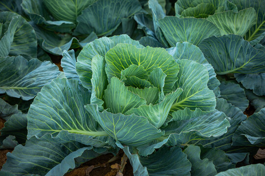detail of a green cabbage plant on the field