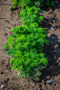 healthy curly parsley growing in the garden