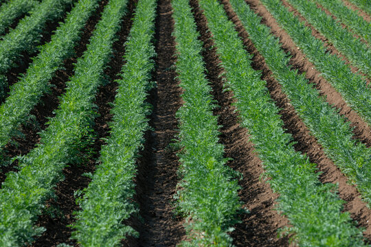 agriculture background with rows of carrots on a field