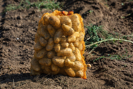 bag of fresh harvested potatoes on a field