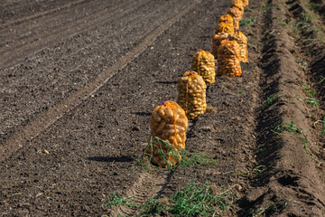 a row of bags with fresh harvested potatoes on a field