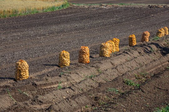 agriculture background with a row of fresh harvested potatoes