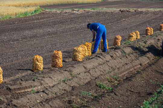 harvest time of potatoes in late summer