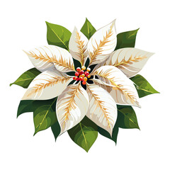 Poinsettia white vector color illustration. Realistic image of Christmas symbol. Festive New Year plant	