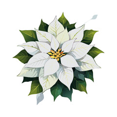 Poinsettia white vector color illustration. Realistic image of Christmas symbol. Festive New Year plant	