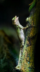 Giant Forest Dragon mouth open on a branch in a terrarium. Gonocephalus grandis, ZooParc de Beauval, Saint Aignan sur Cher, Loir et Cher 41, Région Pays de la Loire, France, European Union, Europe