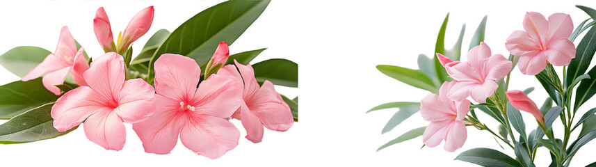nerium oleander or rosebay with pink bud flowers isolated on a transparent background