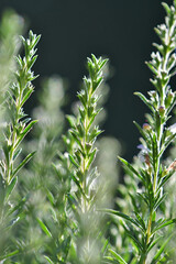 savory in summer with leaves and flowers