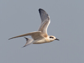 A close up of a juvenile Forster's Tern in flight