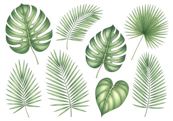 Illustration of collection of tropical leaves isolated on transparent background