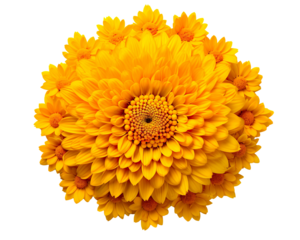 Marigold Flower rangoli Design for Diwali Festival , Indian Festival flower decoration