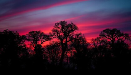 Twilight silhouettes of trumpet trees against a vibrant, dusky sky,   mood,  background