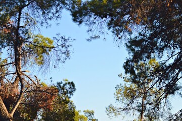 autumn trees in the park