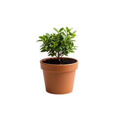 Obraz premium Small Ficus bonsai tree in terracotta Png , pot on studio shot
