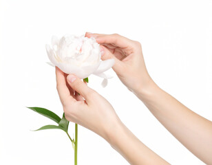 Fototapeta premium Hand delicately adjusting petals of a peony,