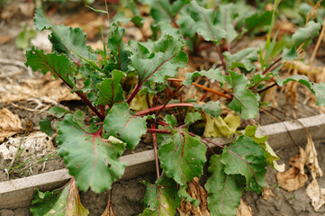 Vibrant beet greens are thriving beautifully in a lush garden setting filled with rich soil and...