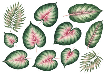 Naklejka premium Illustration of assortment of tropical leaves with pink and green accents isolated on transparent background