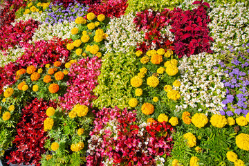 A clearing background of different flowers of red, yellow, and blue on a background of green leaves on a clear sunny day. Flora plants flowers.