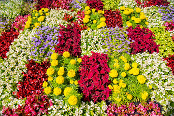 A clearing background of different flowers of red, yellow, and blue on a background of green leaves on a clear sunny day. Flora plants flowers.