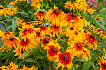 Rudbeckia Amber (Latin Rudbeckia) with yellow flowers on a background of green leaves on a clear sunny day. Flora plants flowers.