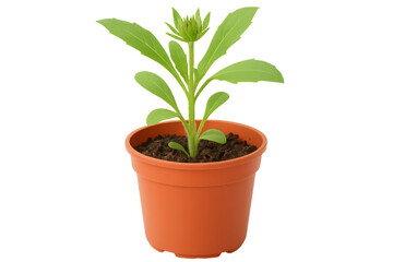 Fototapeta premium Small green plant growing in terracotta pot, vibrant foliage standing out on clear studio backdrop
