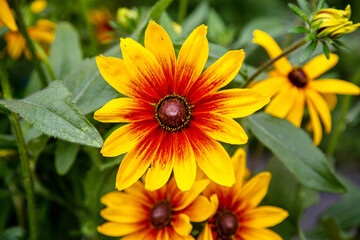 Rudbeckia Amber (Latin Rudbeckia) with yellow flowers on a background of green leaves on a clear sunny day. Flora plants flowers.
