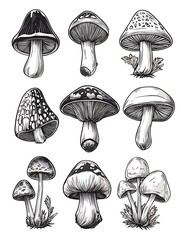 菌類の精密画