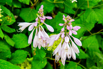 A hybrid Golden tiara hosta with lilac flowers on a background of green leaves on a clear sunny day. Flora plants flowers.