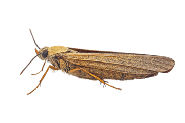 Detailed macro photograph of a caddisfly insect with intricate wing patterns isolated on transparent background
